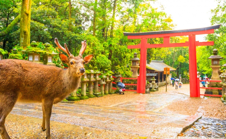 Nara : Immersion dans l'Histoire 